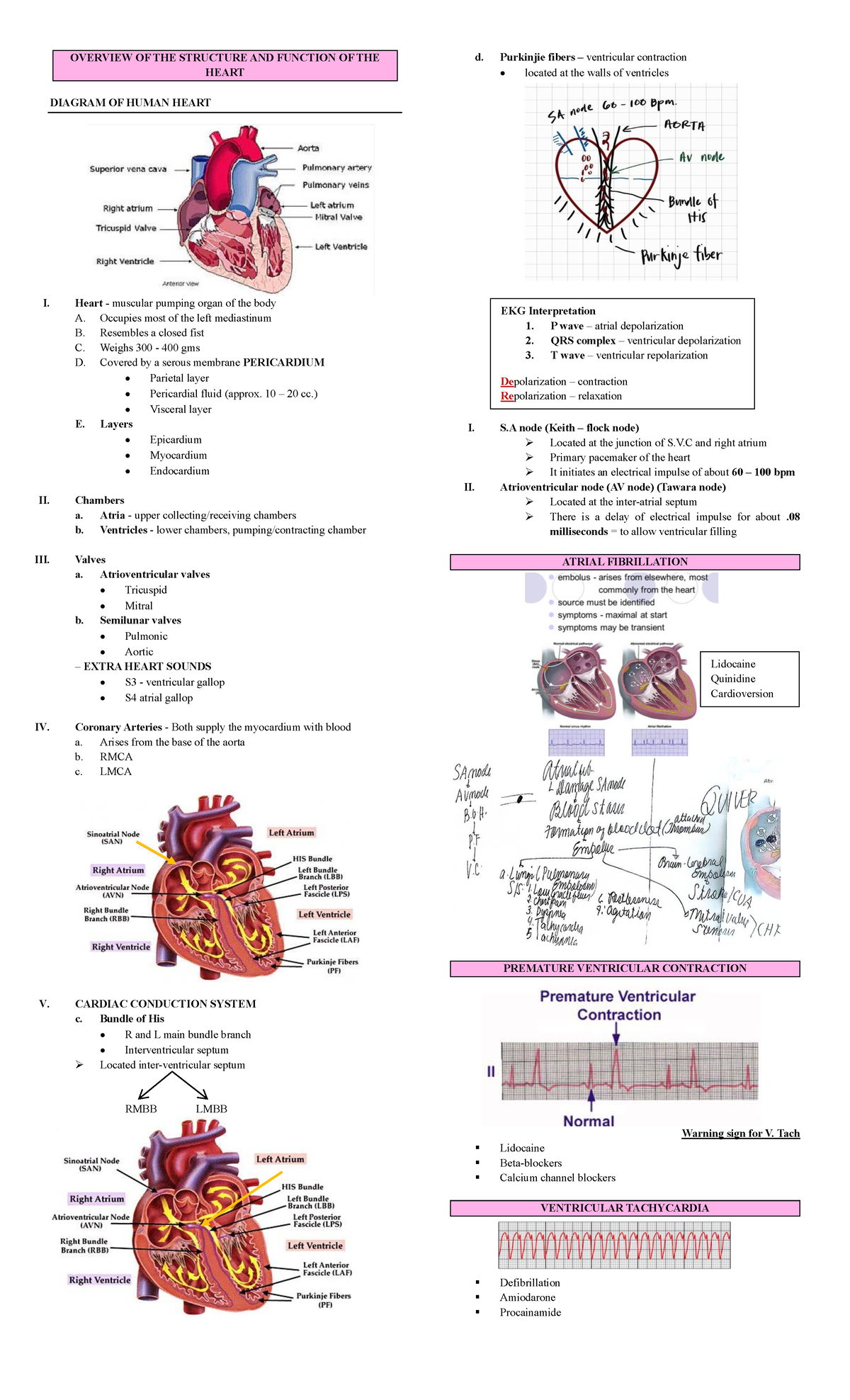 MS - Cardiology Overview: Heart Structure, Function & Disorders - Studocu