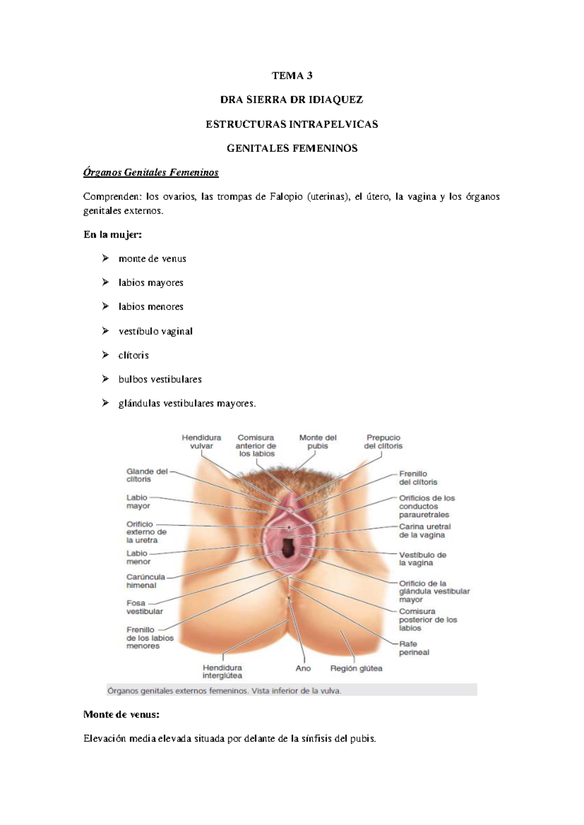 TEMA 3: Anatomía y Estructuras de los Genitales Femeninos - Studocu, image size:1200x1696