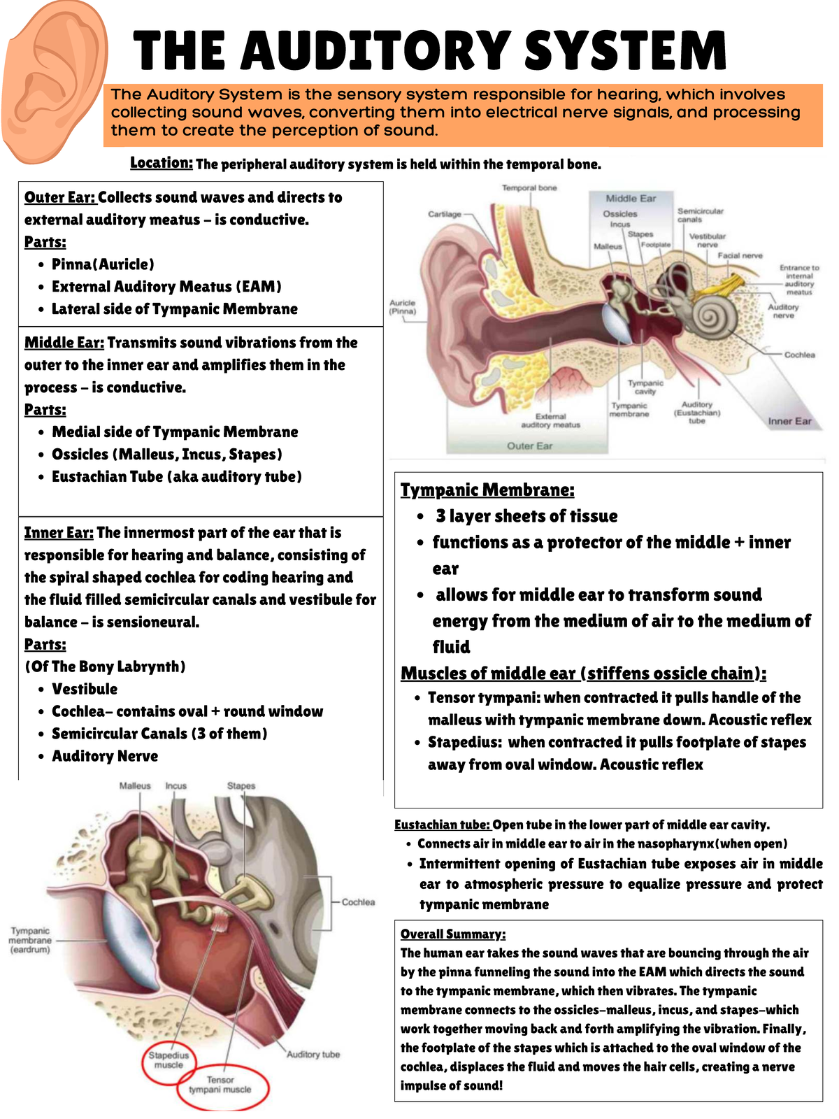 Lecture Notes on the Human Auditory System - Studocu