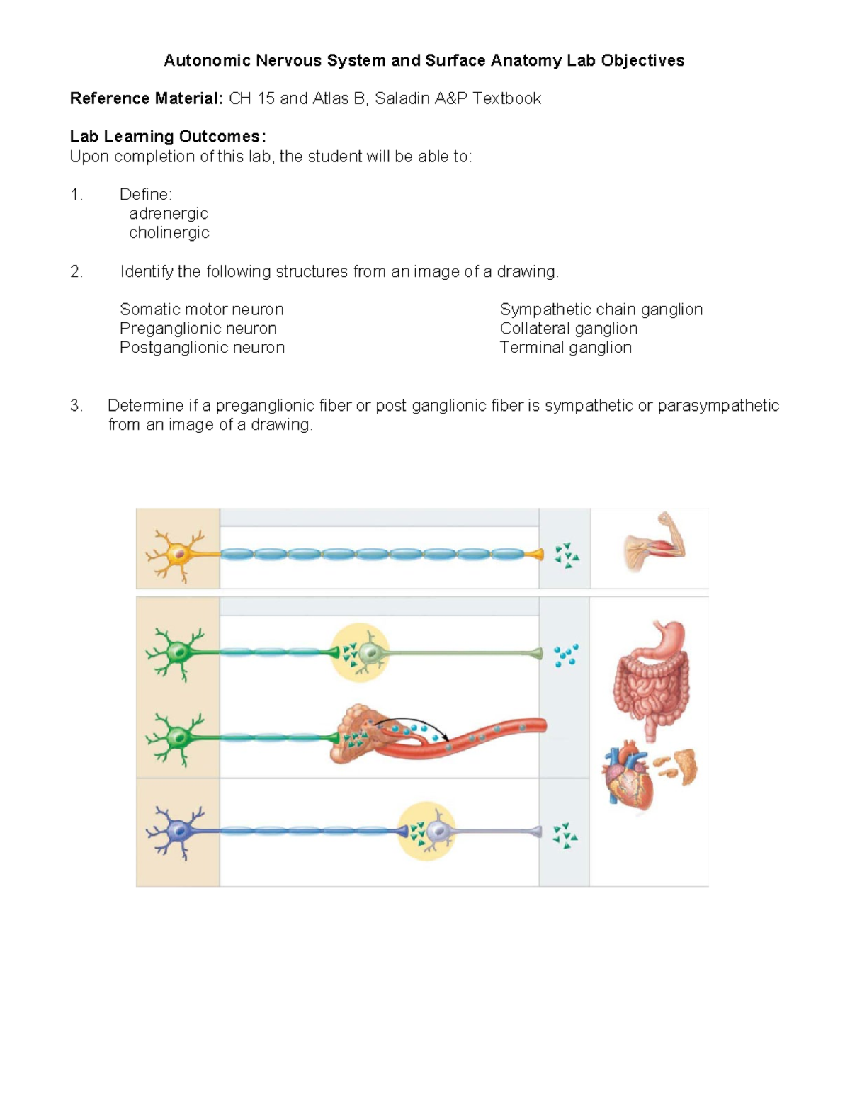 ANS%20and%20Surface%20Anatomy%20Lab%20Objectives - Autonomic Nervous ...