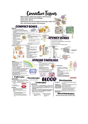 Connective tissues - note - Biology - Studocu
