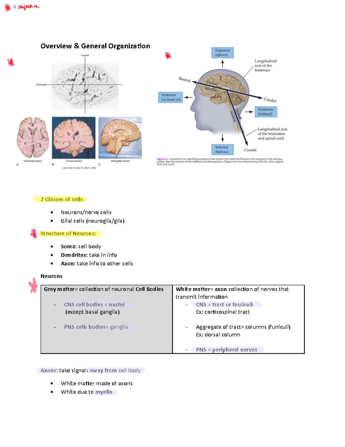 Neuroscience Lecture Notes: Structure and Function of Neurons - Studocu