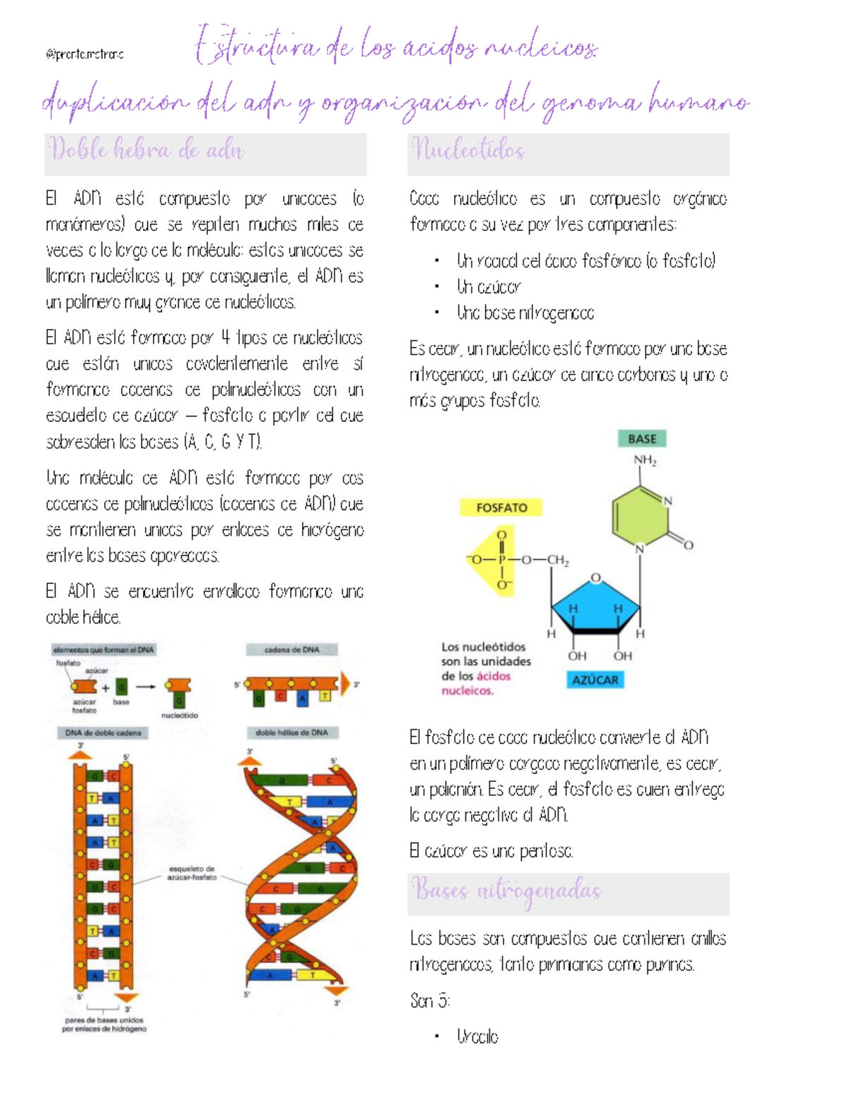 Apuntes ácidos nucleicos duplicación del adn genética clase 7 semana 8 ...
