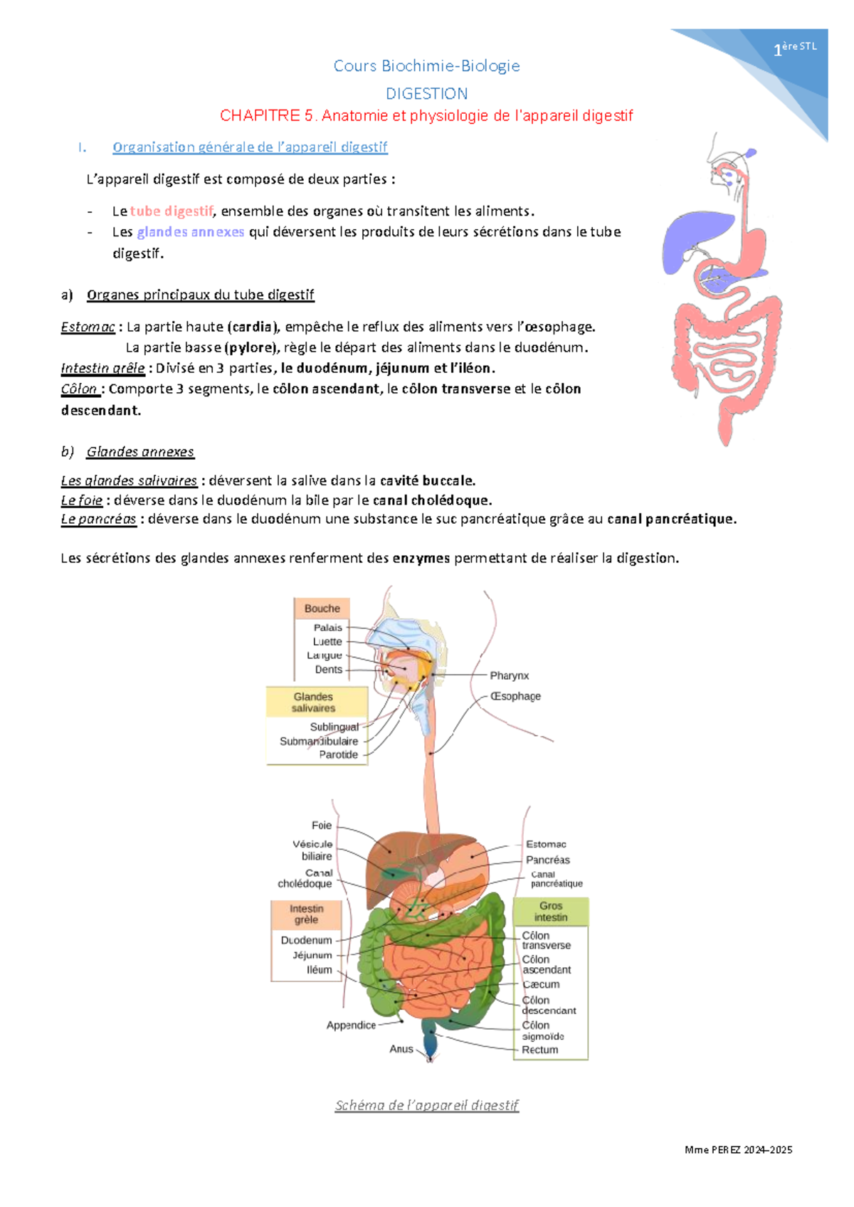 Biochimie-Biologie: Anatomie et Physiologie de l'Appareil Digestif ...