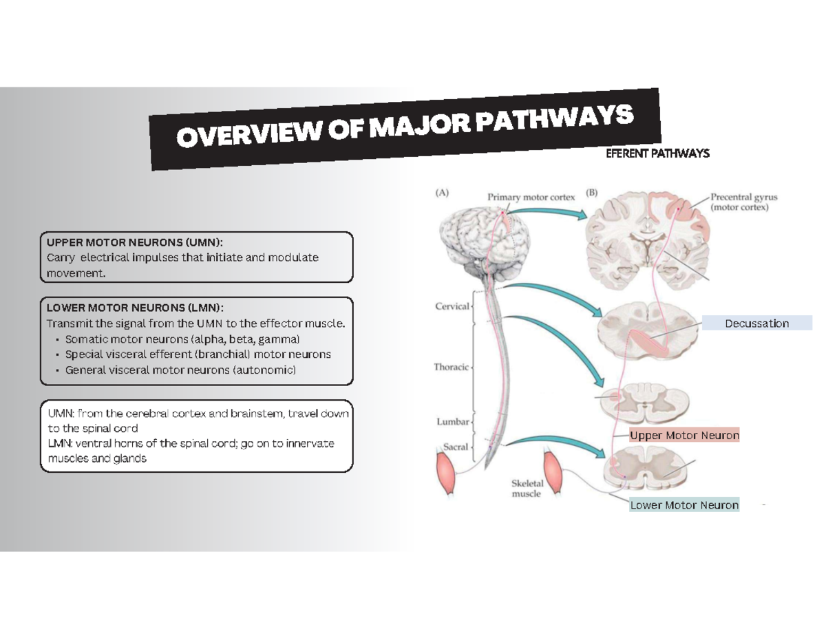 Effpathway - Efferent Pathways - MED11173 - EFERENT PATHWAYS UPPER ...