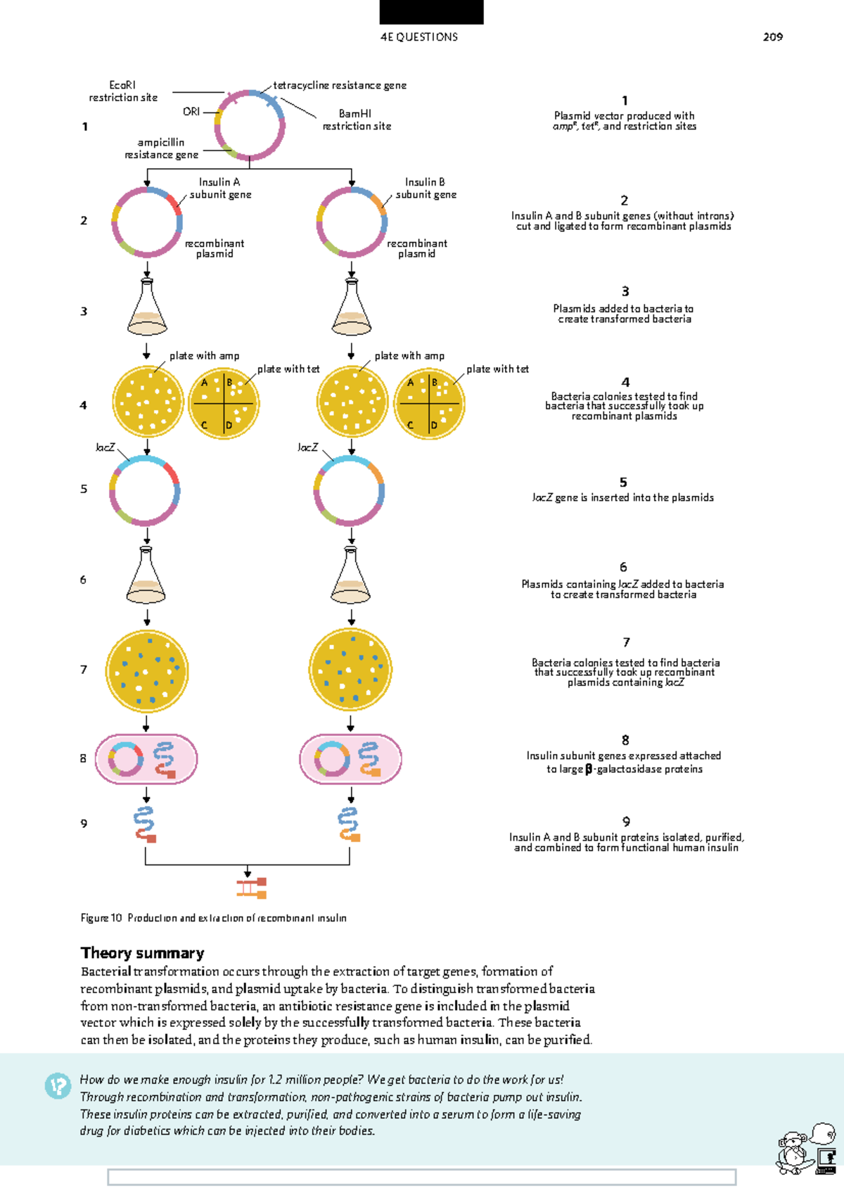 Recombinant Plasmids and Bacterial Transformation - BIO 209 Final Exam ...
