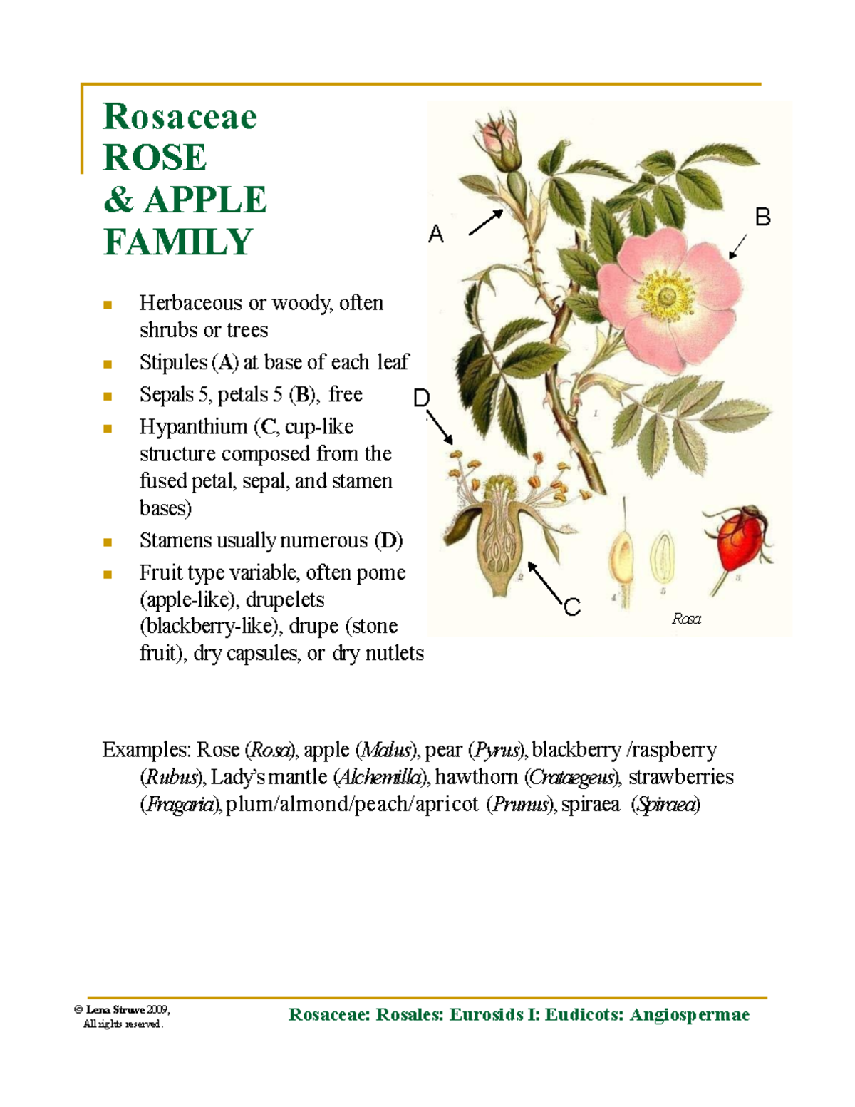 Plant Families R & S: Rosaceae and Rubiaceae Overview - Studocu