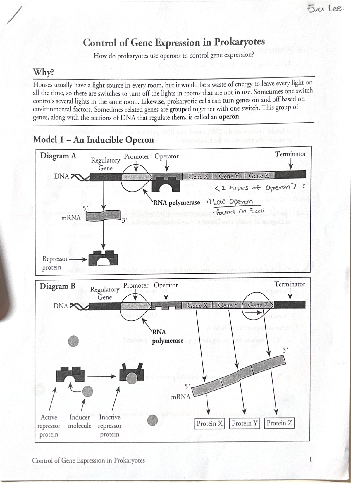 Control of Gene Expression in Prokaryotes - Sometimes one switch ...