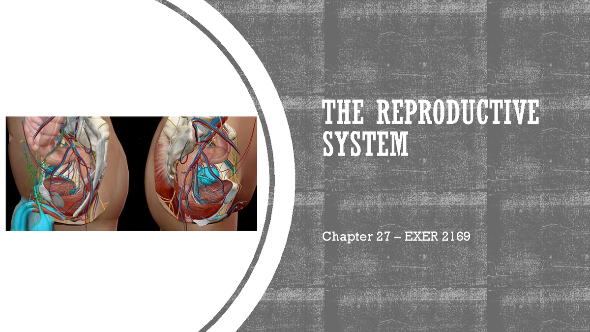 Reproductive System Overview: Anatomy and Physiology (EXER 2169) - THE ...
