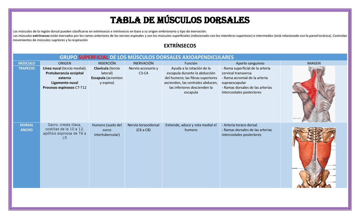 Musculos Dorsales - Apuntes 1 - TABLA DE MÚSCULOS DORSALES Los músculos ...