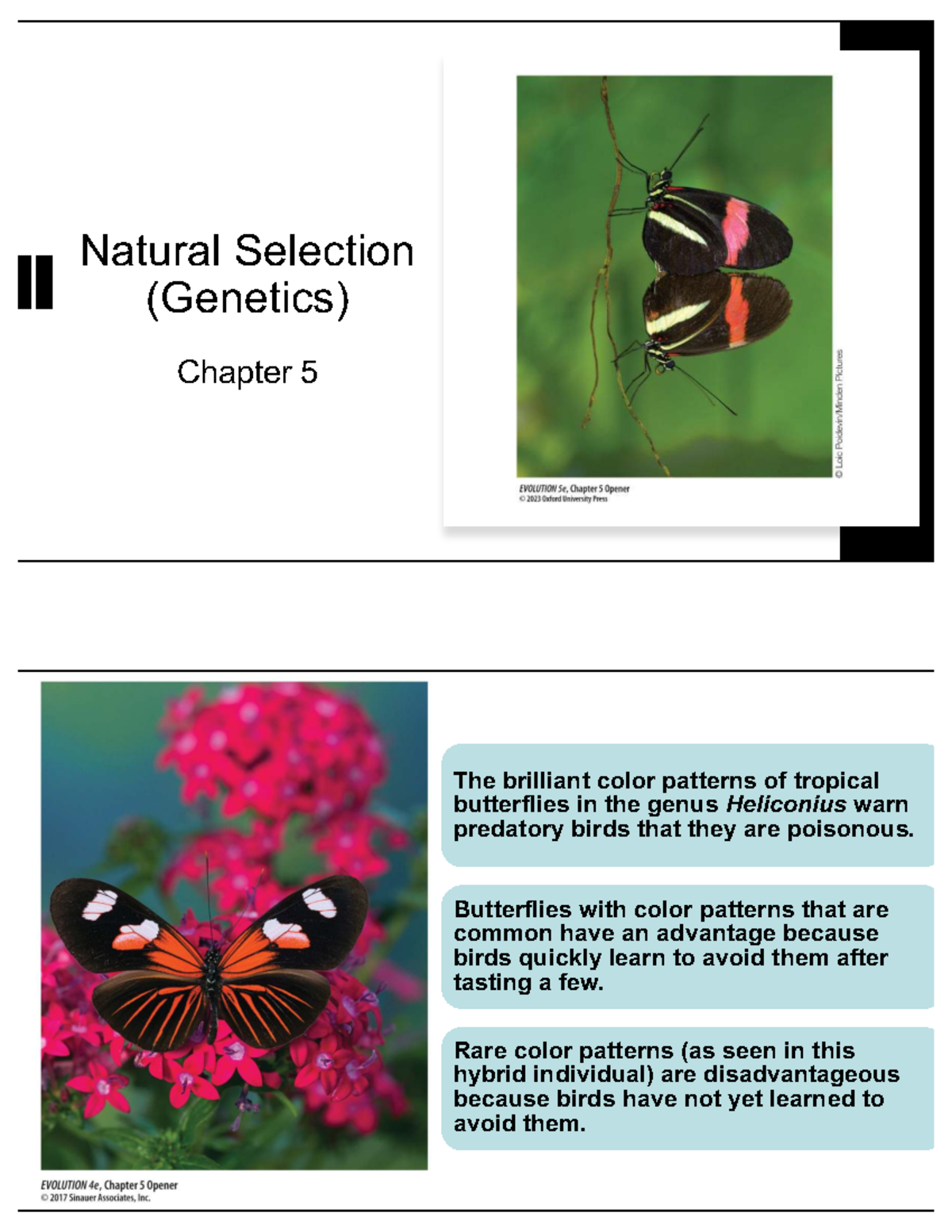 Photo inspiration: Gallery Detail: Midterm Lecture Notes Natural Selection Fitness Genetics