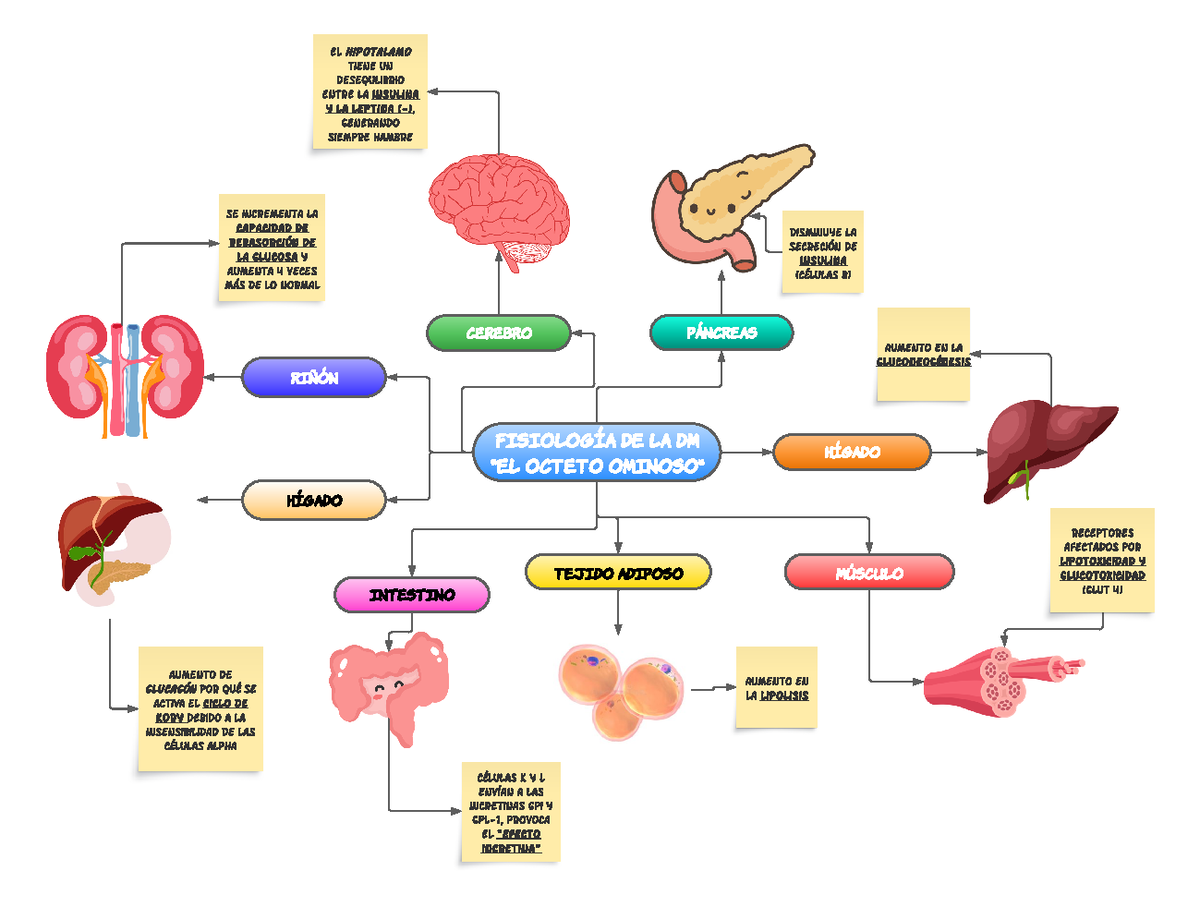Fisiología de la DM - Mapa conceptual de la fisiopatología de la DM ...