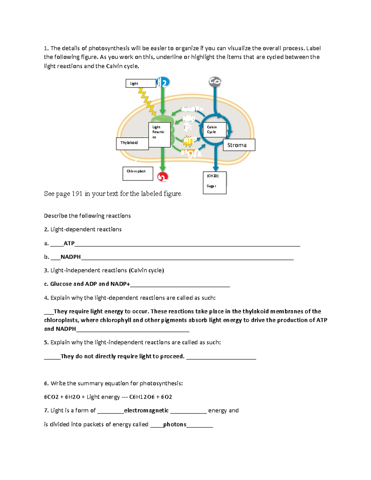Chapter 10 Study Guide: Photosynthesis Mechanisms and Reactions - The ...