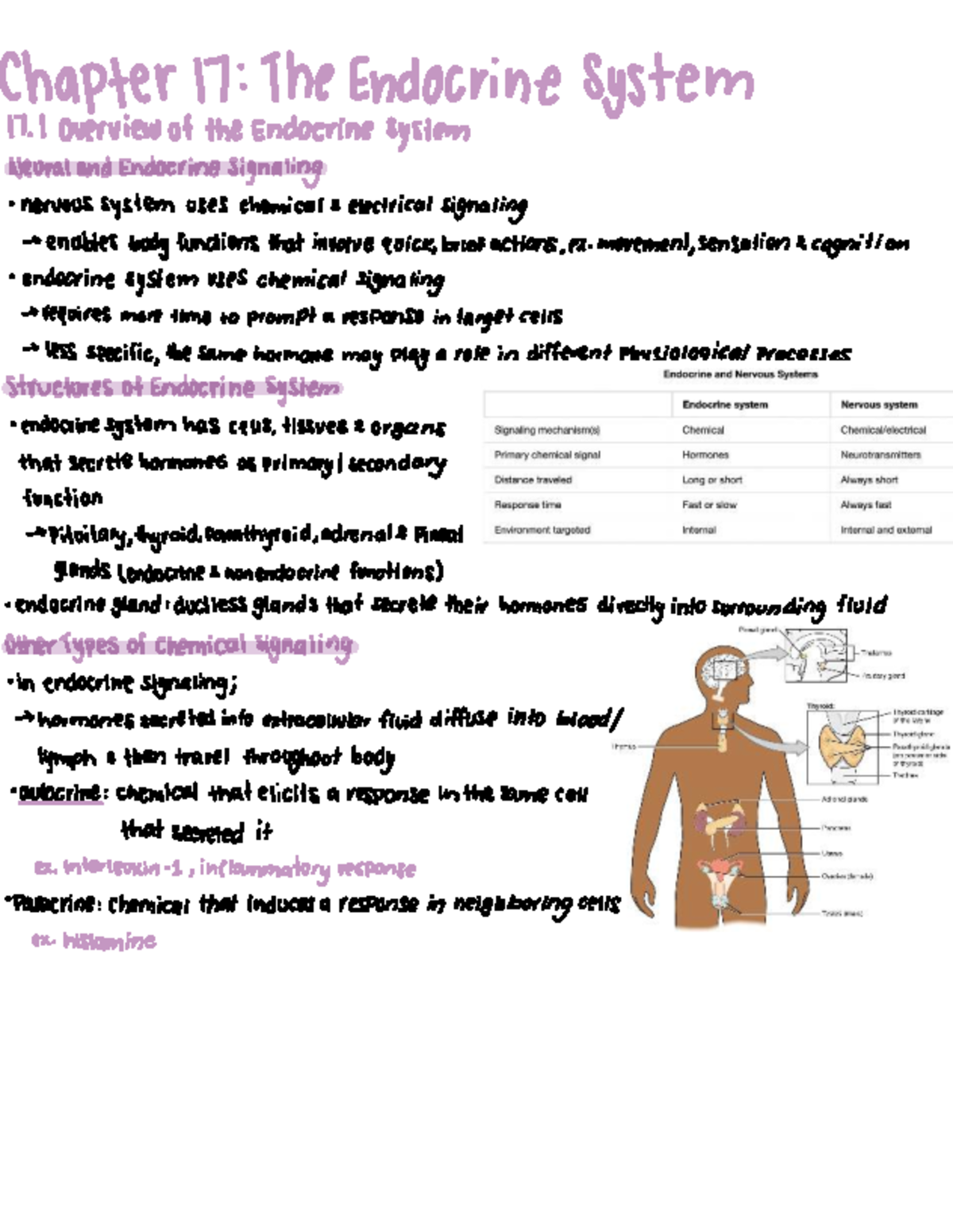 Endocrine System Overview: Functions & Regulation - Bio 101 Final Exam ...