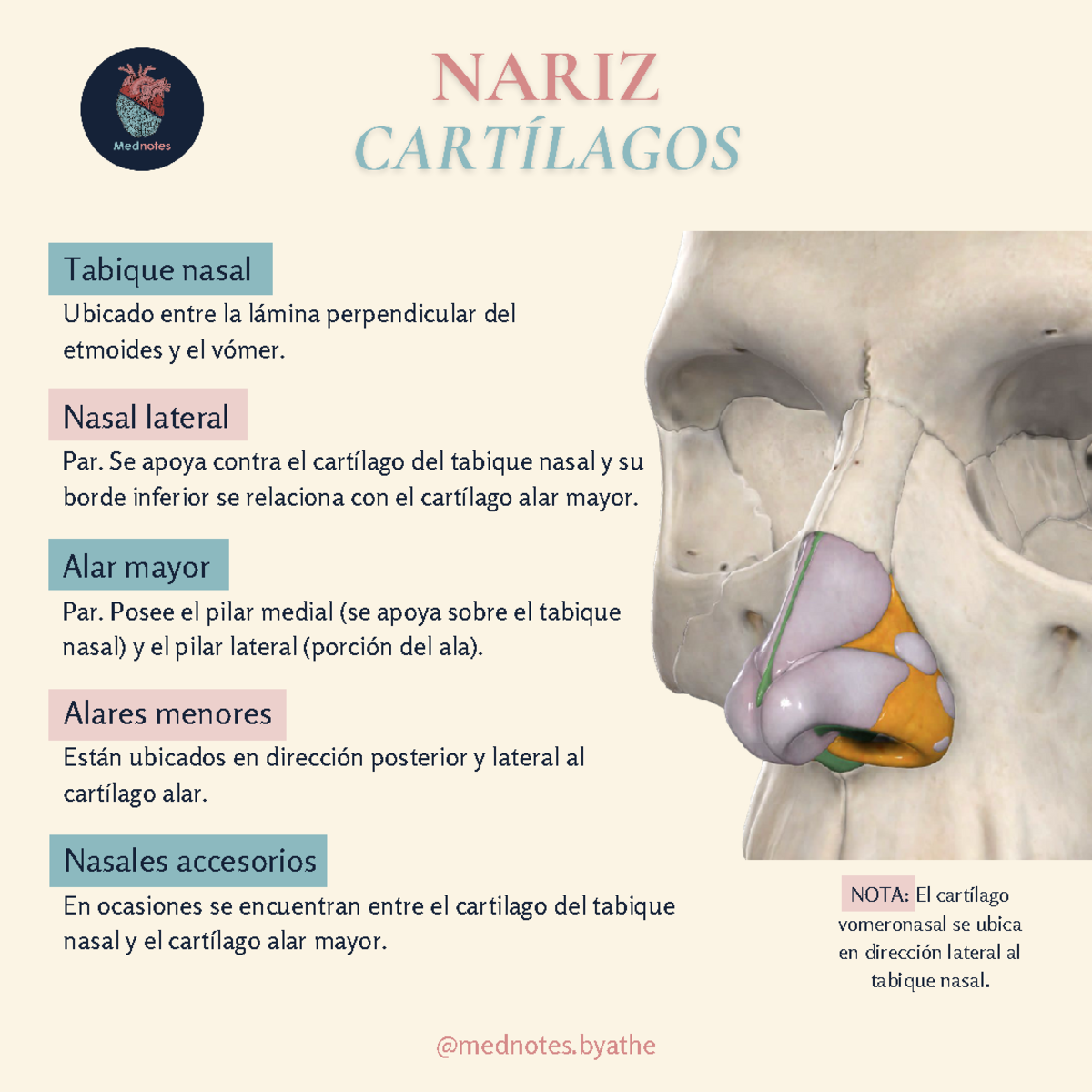 Notas de Anatomía: Tabique y Cartílagos Nasales 상세 - Studocu, image size:1200x1200