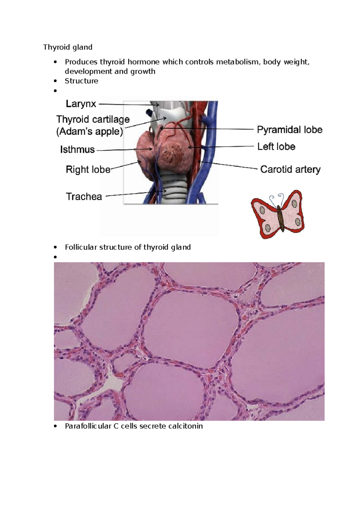 Endocrinology Lecture 7: Thyroid Gland Function and Hormonal Regulation ...