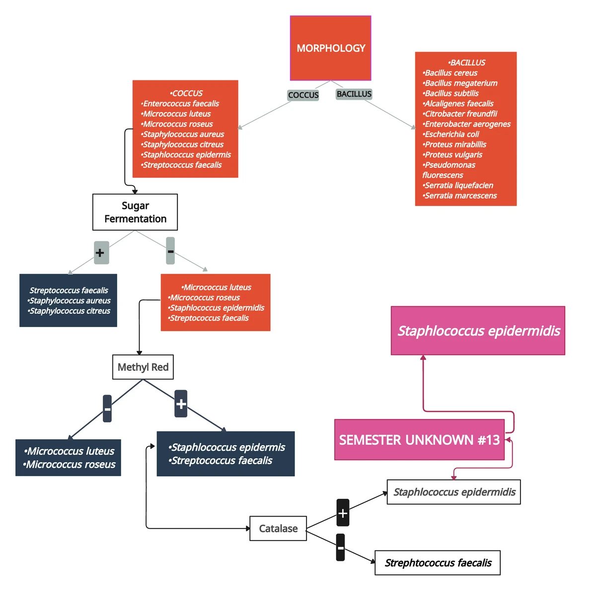 Finished Dichotomous KEY 2023 (3) - MORPHOLOGY •COCCUS • Enterococcus ...