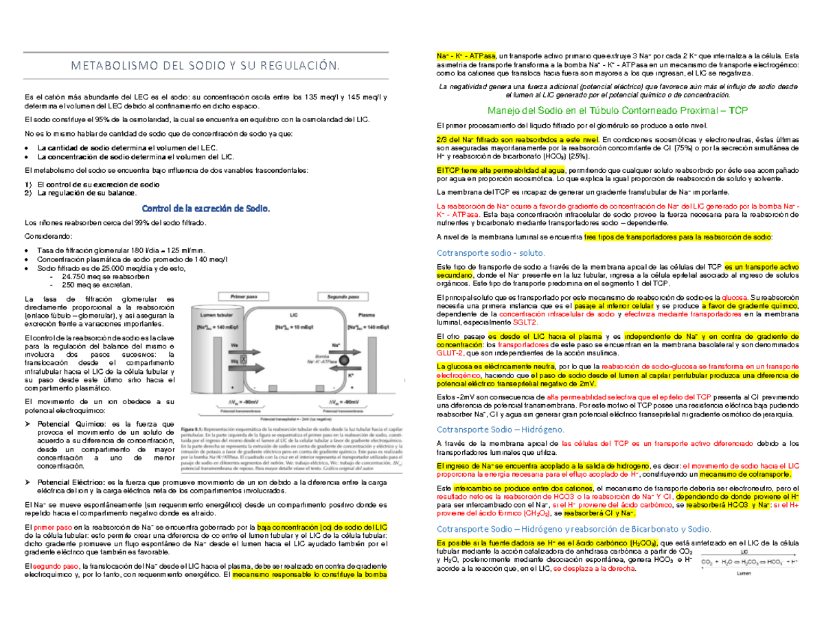 Metabolismo y Regulación del Sodio (Na+) en el Cuerpo Humano - Studocu