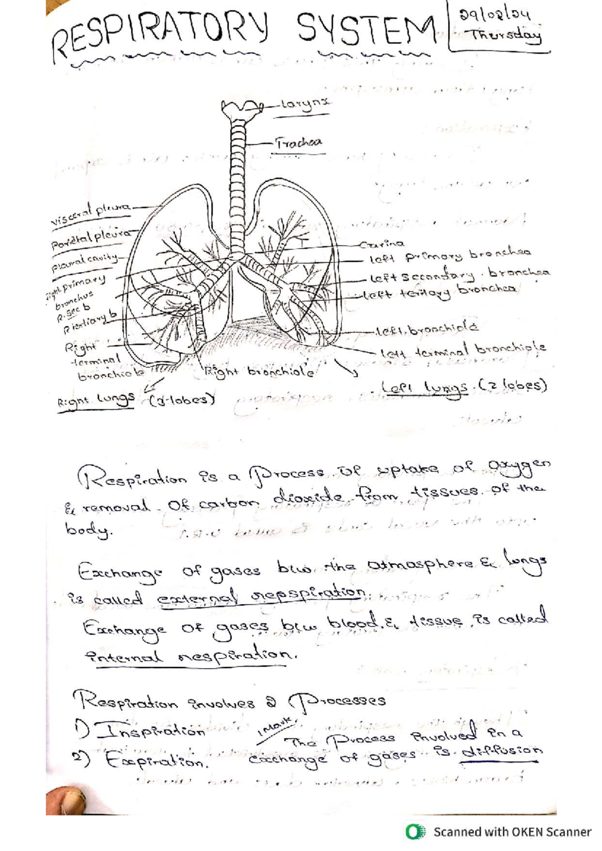 Respiratory System Overview: Key Concepts and Processes (BIO 101) - Studocu