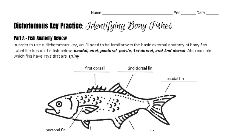 Dichotomous Key Practice: Identifying Bony Fishes (Part A & B) - Studocu
