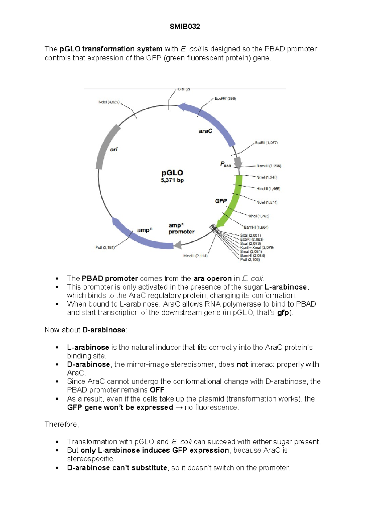 SMIB032 Transformation of E. coli with pGLO and Arabinose Explained ...