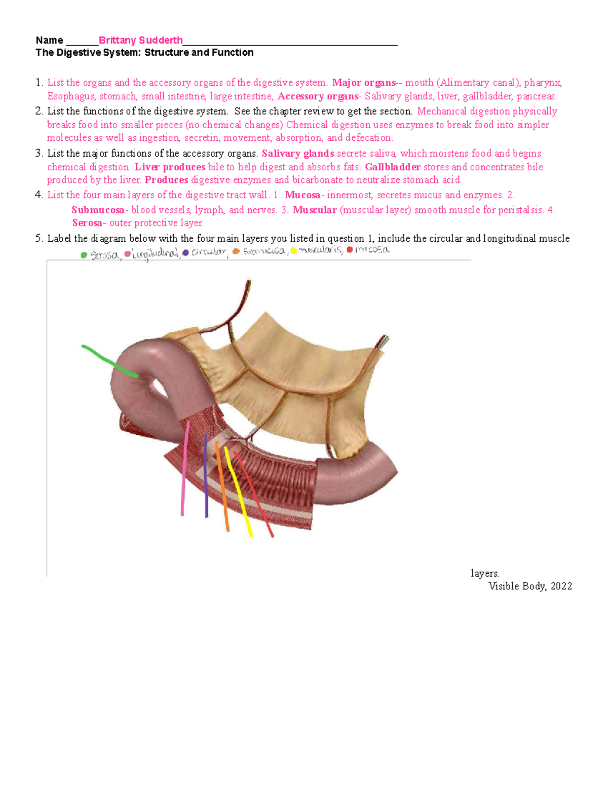 BIO118 Chapter 17: The Digestive System Overview and Functions - Studocu