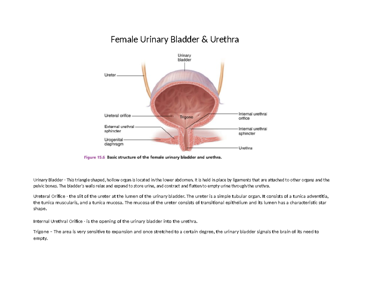 Female Bladder Diagram Labeled