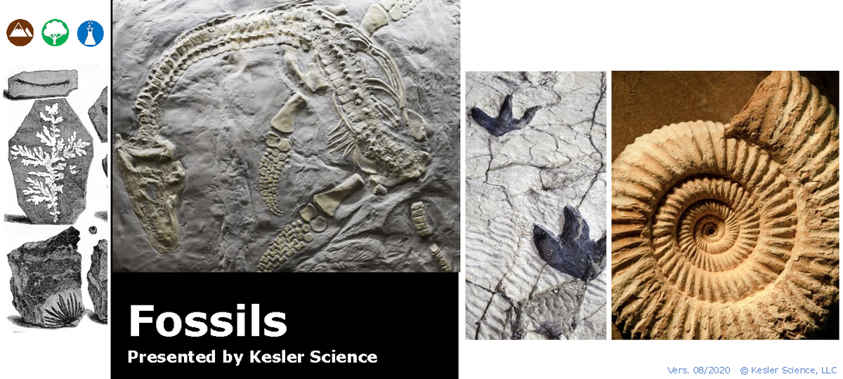 Types of Fossilization: Key Processes and Examples - Fossils INB - Vers ...