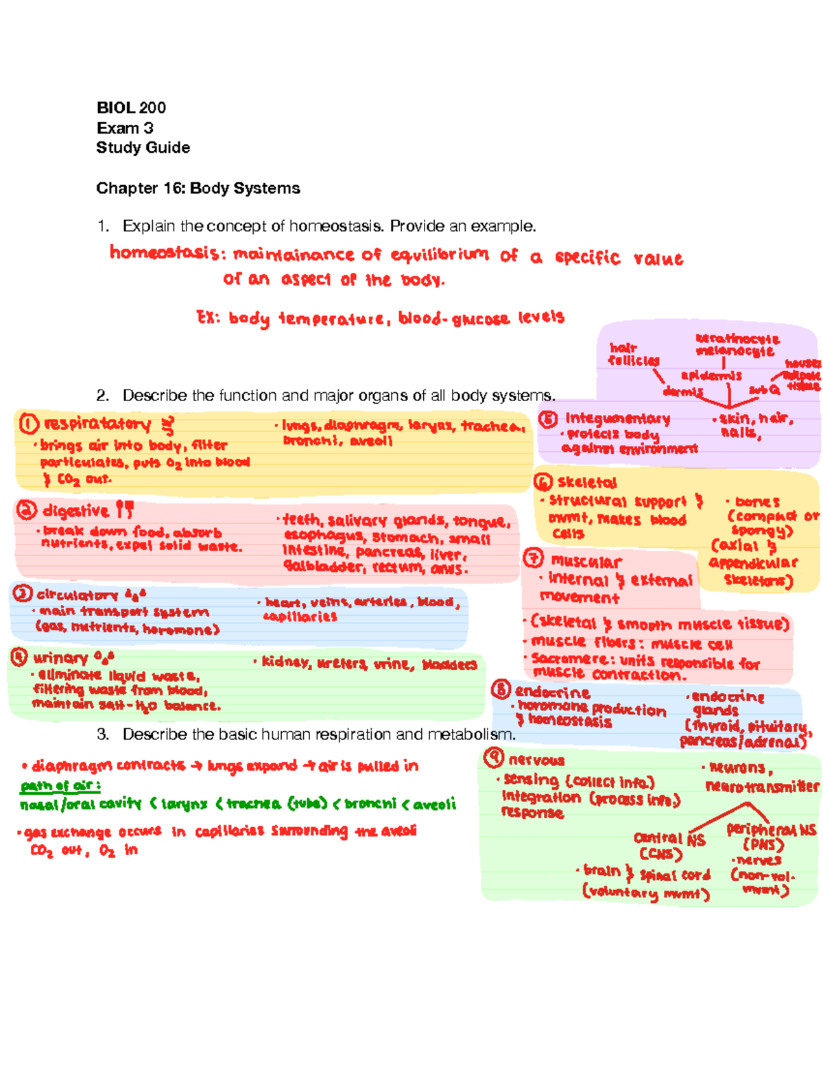 BIOL 200 Exam 3 Comprehensive Study Guide on Body Systems - Studocu