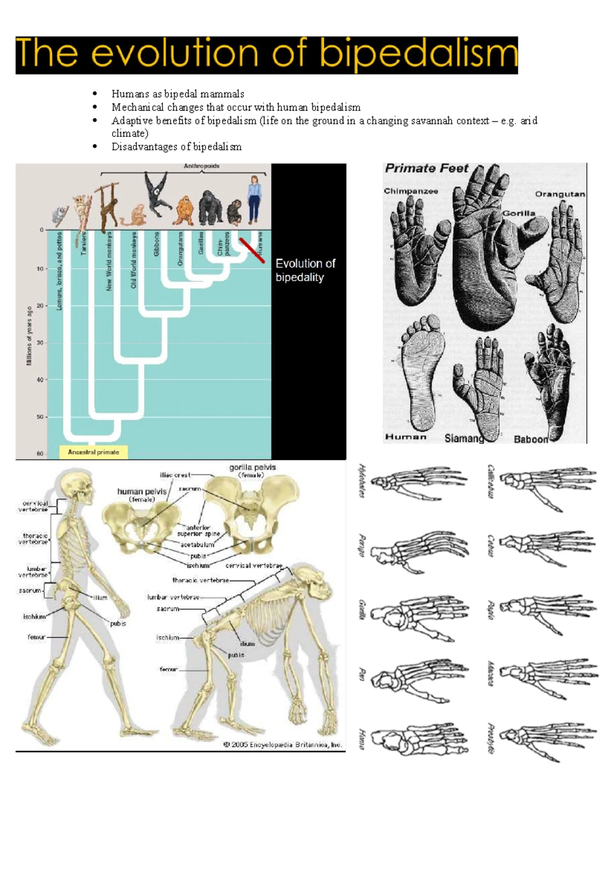 Later Stone Age (LSA) Technology: Microliths in Africa's Evolution ...