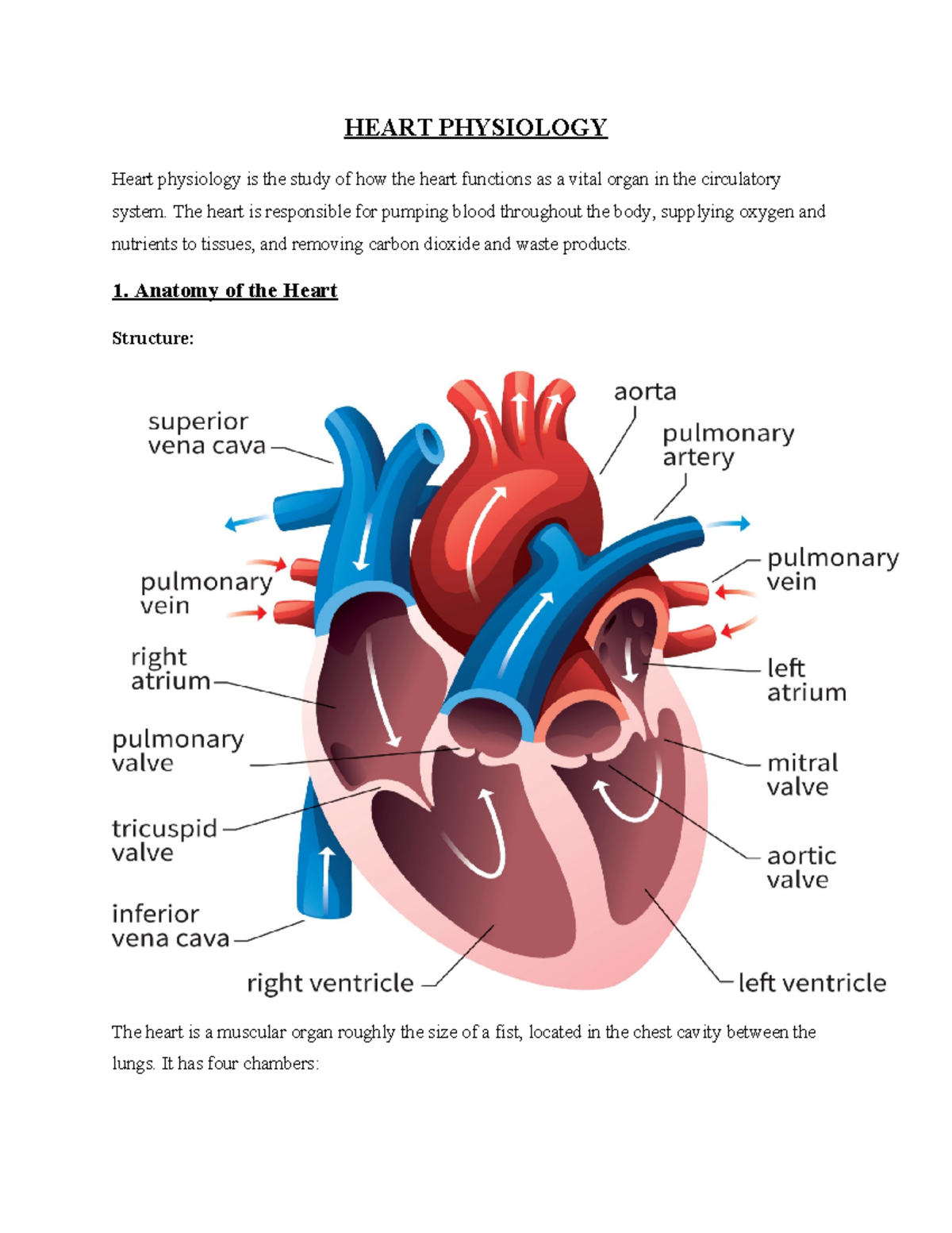 HEART PHYSIOLOGY: Understanding Cardiac Function and Regulation - Studocu