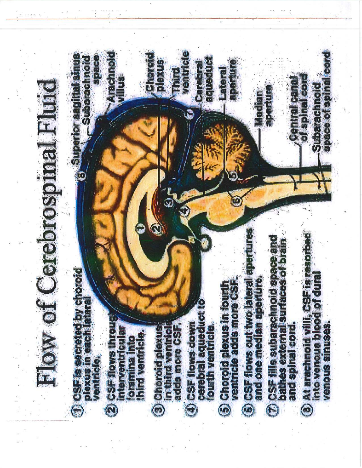 Cranial Nerves and CSF Flow Sheets - Flow of Cerebrospinal Fluid 1 CSF ...