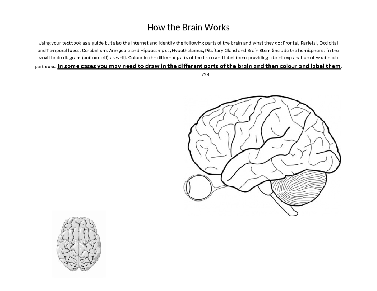 How the Brain Works Assignment - How the Brain Works Using your ...