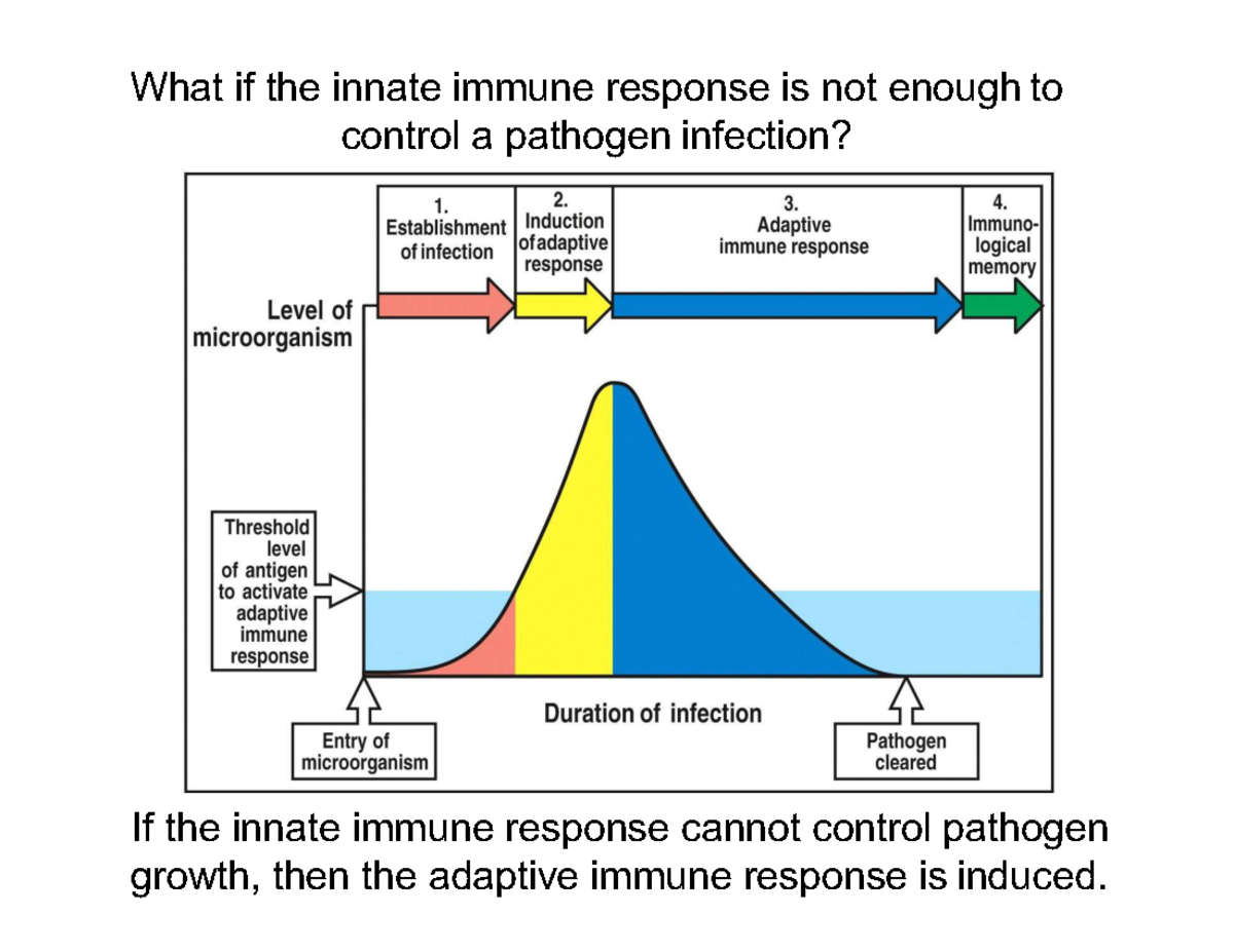 Lecture on Adaptive Immunity and Antibody Function - Studocu