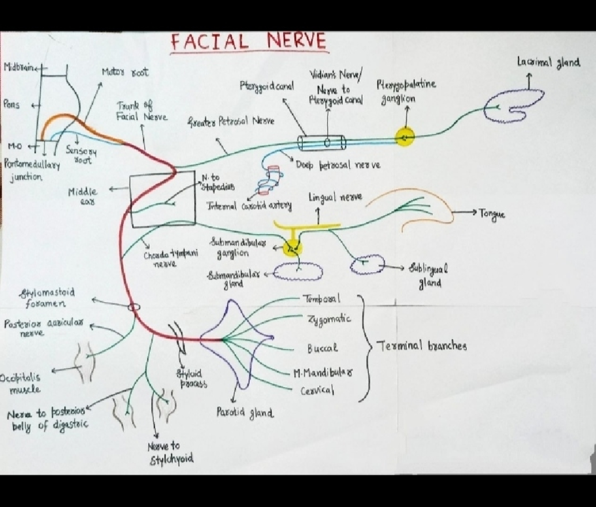 FACIAL NERVE 7th Cranial Nerve: Anatomy & Clinical Insights - Studocu