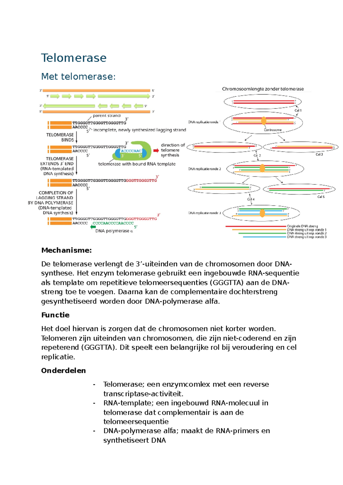 Telomerase Mechanism and Function: Insights from 'Grote Alberts ...