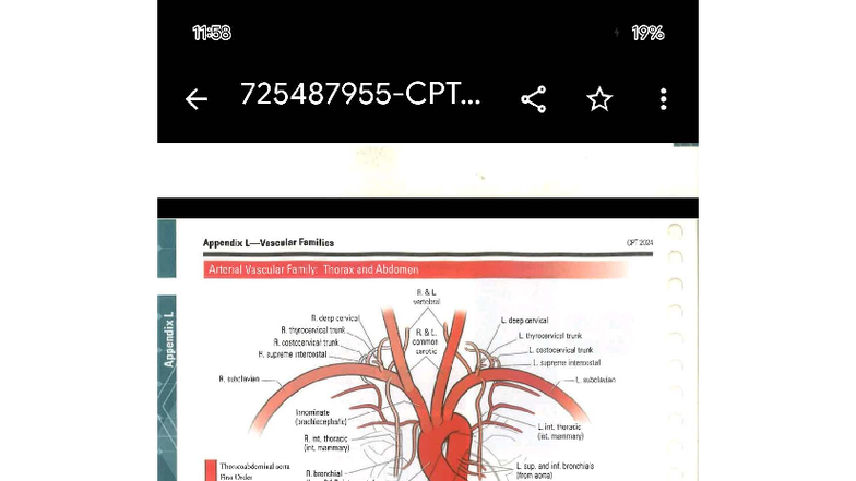CPT 2024 Appendix: Arterial & Venous Vascular Families Overview - Studocu