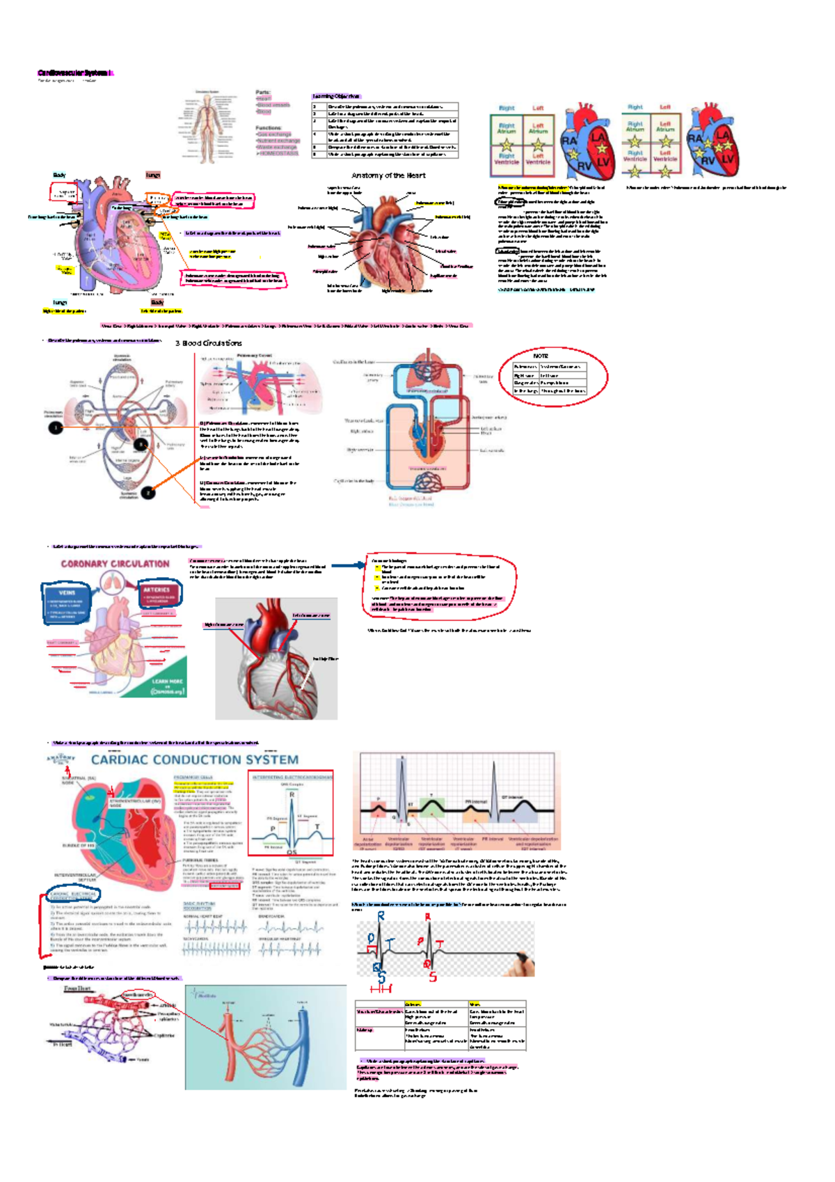 Cardiovascular System I: Anatomy and Function Overview - Studocu