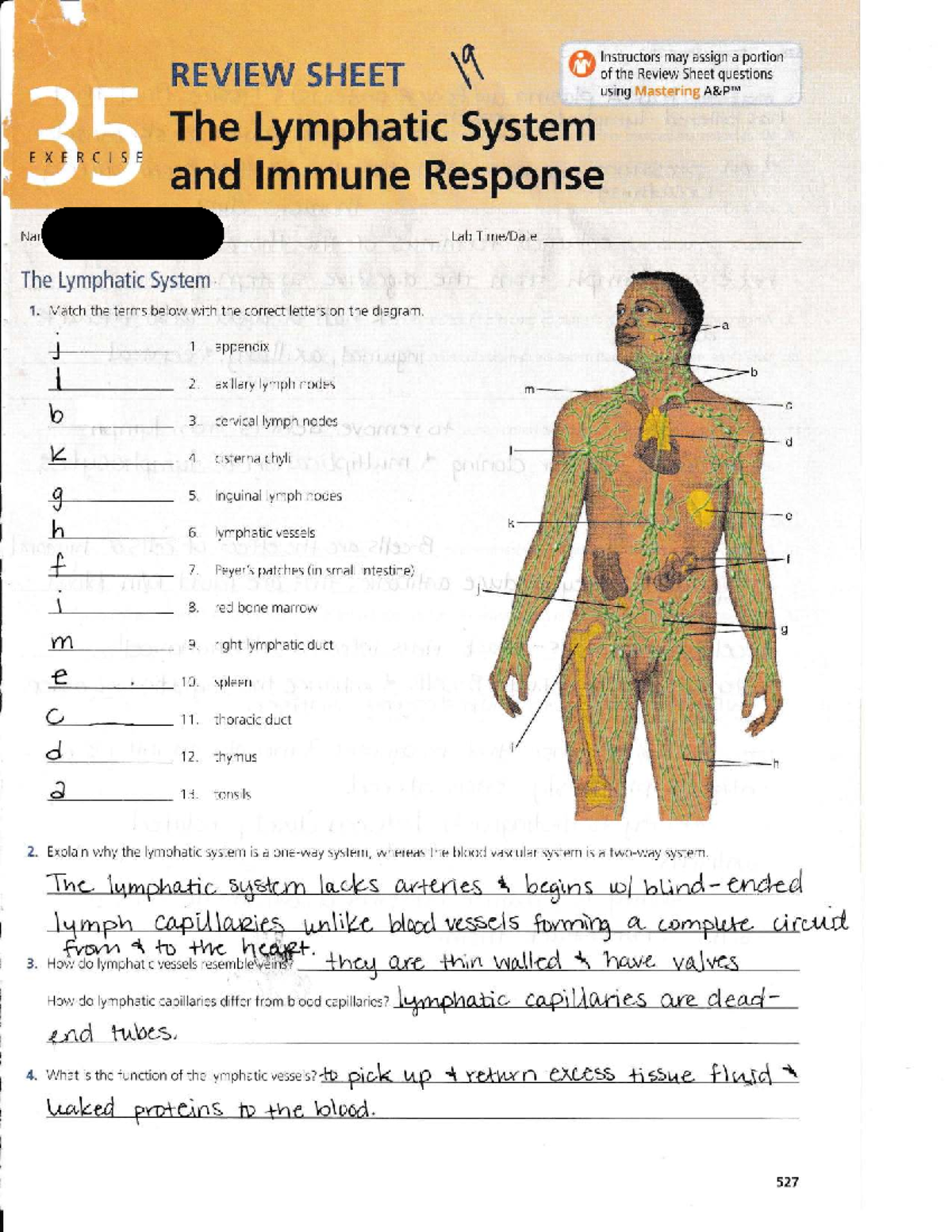 Exercise 35: Lymphatic System Review and Questions - Studocu