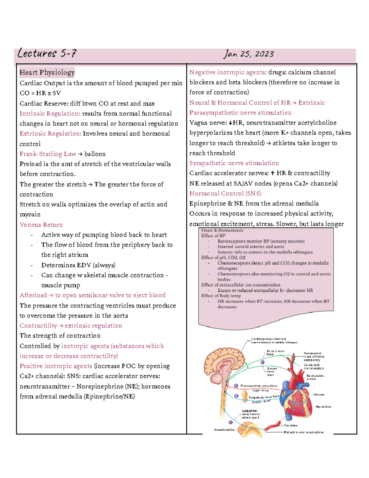 Anatomy Summary Sheets - Lecture Notes Overview - Studocu