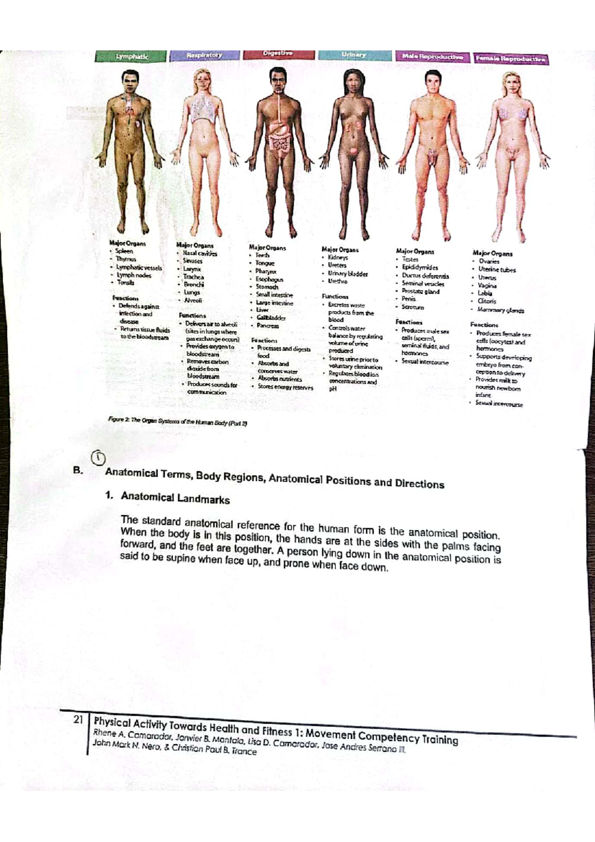 Anatomical Terms, Body Regions & Positions in Human Anatomy (PHYS101 ...