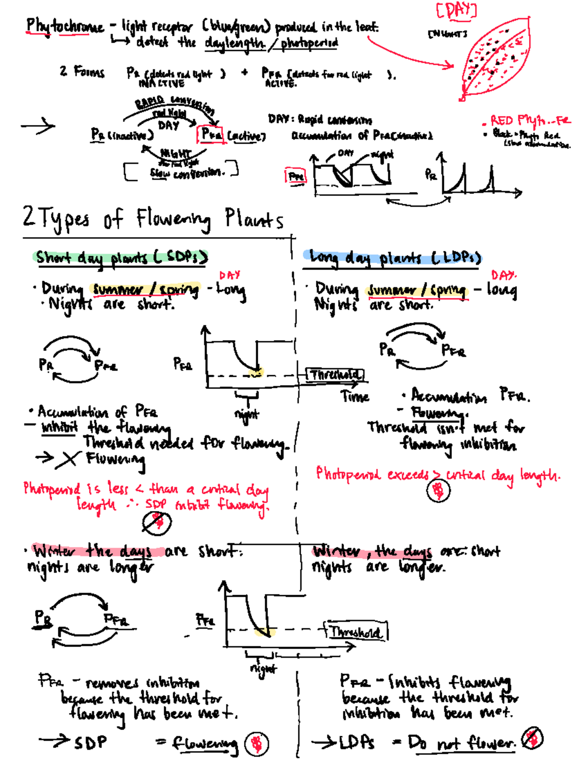 Phytochrome system- diagram summary - Phytochrome light receptor ...