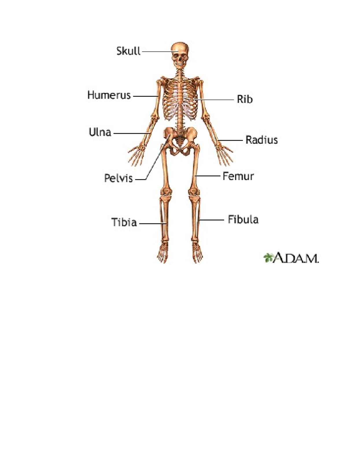 Femur Tibia Fibula Humerus Radius Ulna