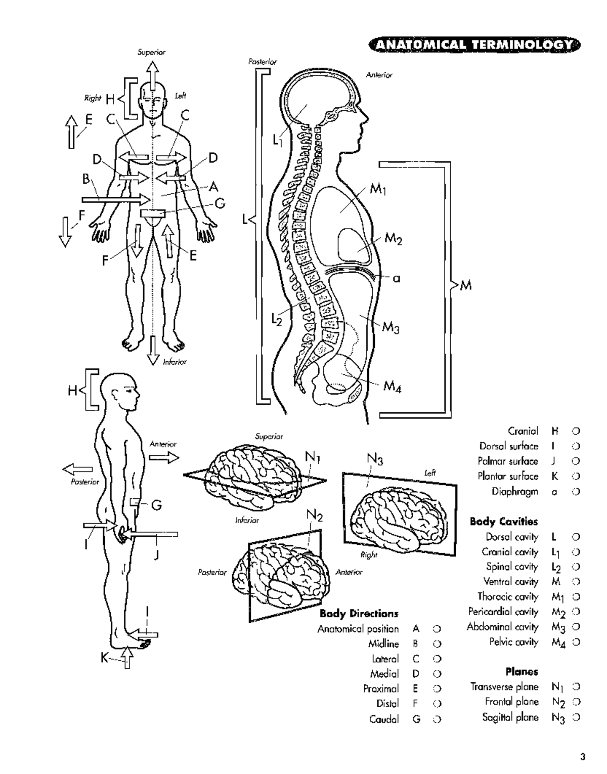 ANATOMY 101: Comprehensive Guide to Anatomical Terminology and ...