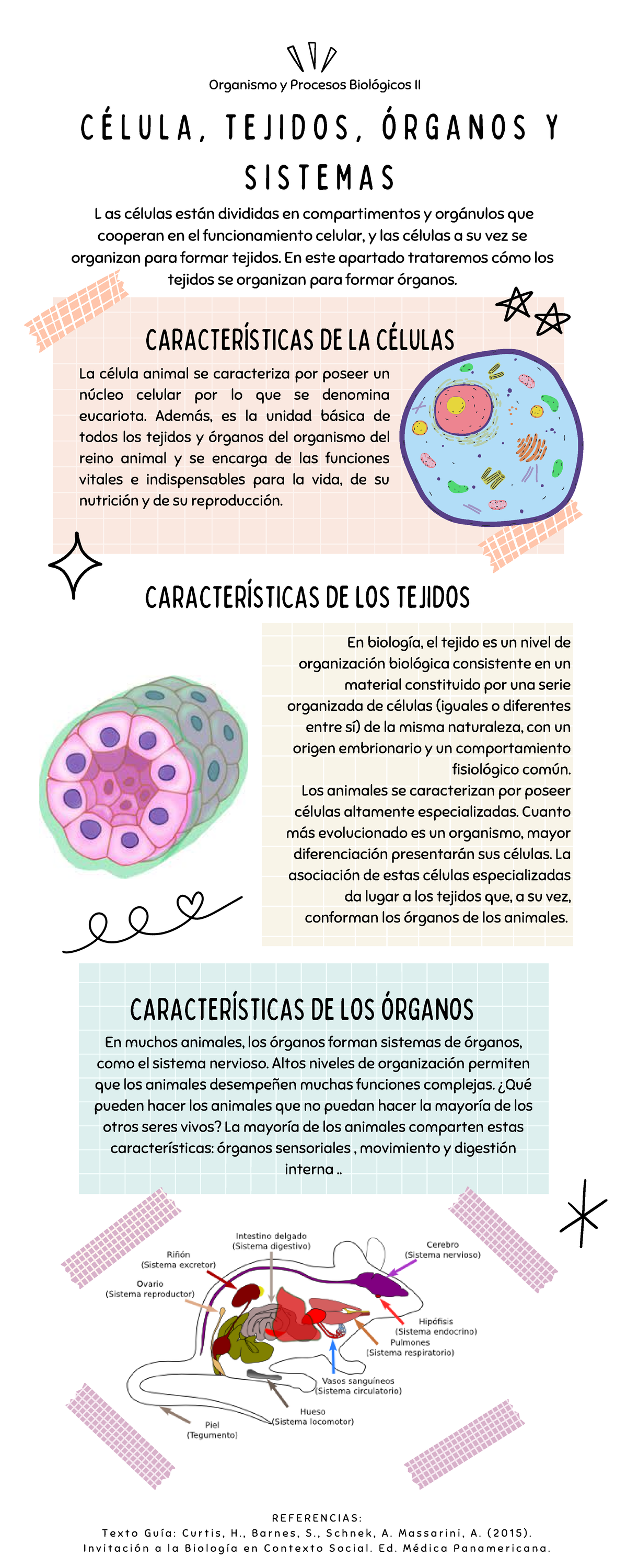 Infografía sobre Células, Tejidos, Órganos y Sistemas (Organismos II) -  Studocu