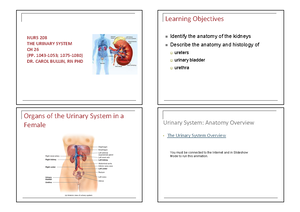 Chapter 18: Key Notes on the Urinary System Functions and Components ...