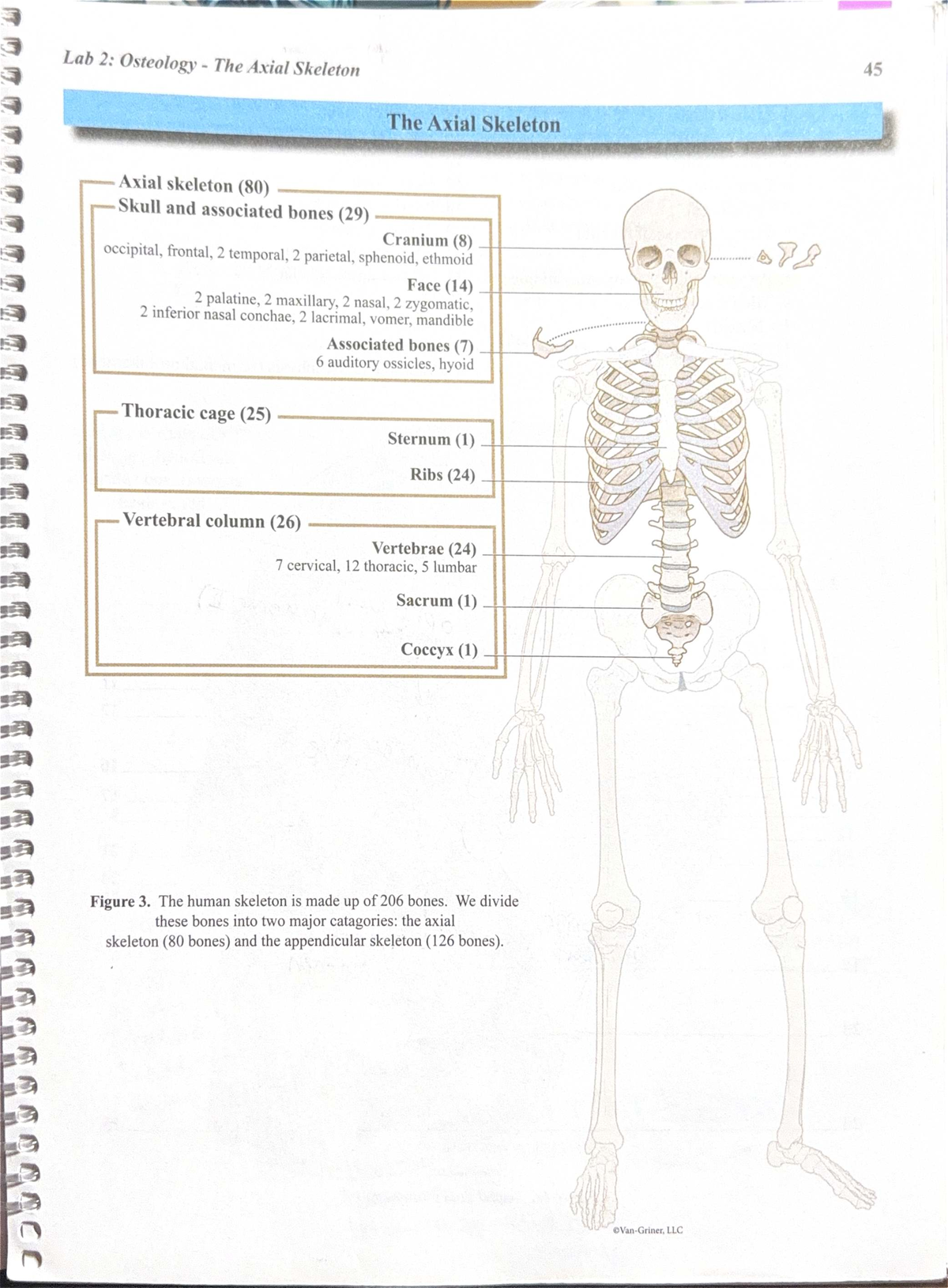 Lab 2: Osteology - Detailed Study of the Axial Skeleton - Studocu