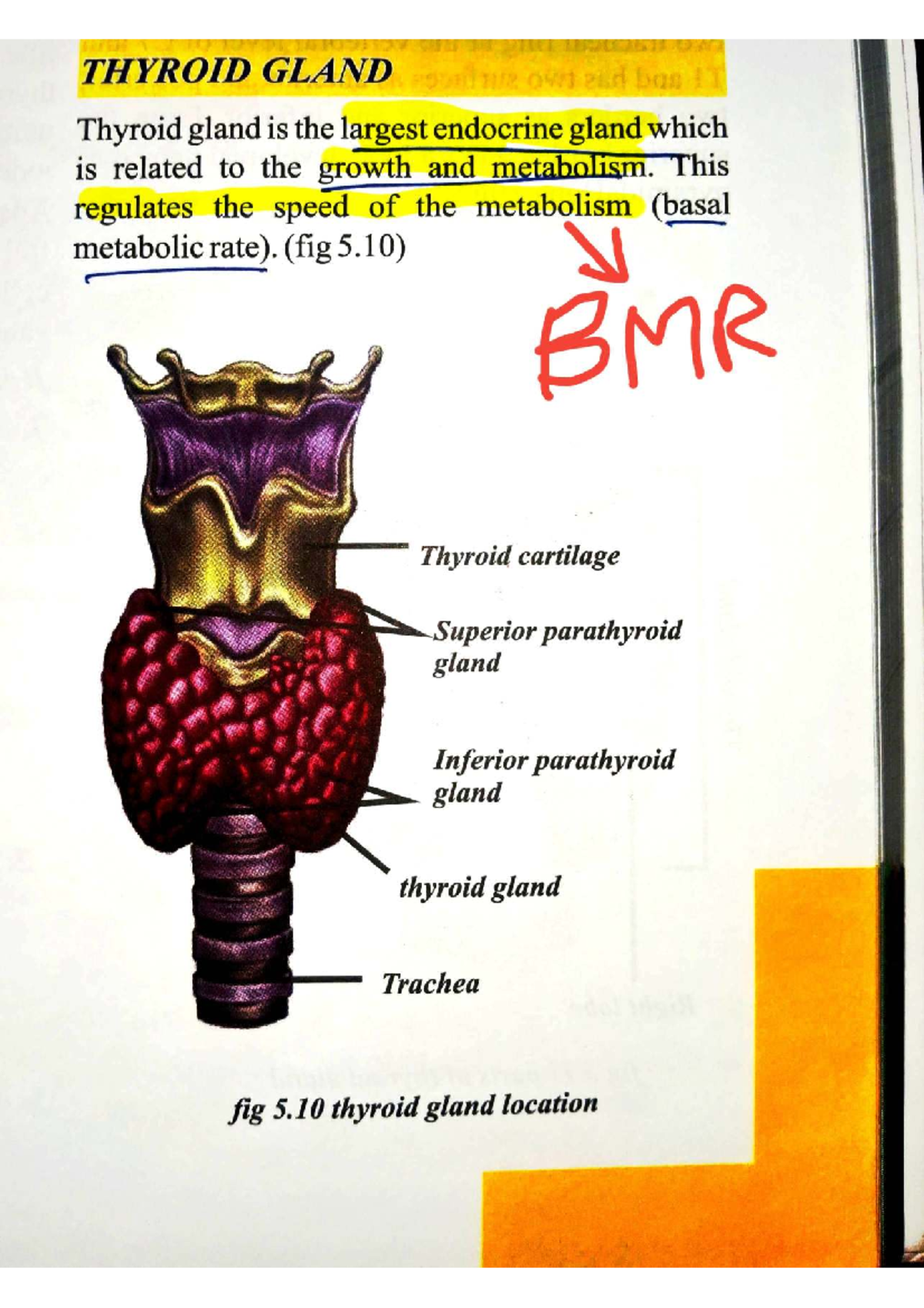 THYROID GLAND ANATOMY (ANAT 101): Comprehensive Overview - Studocu