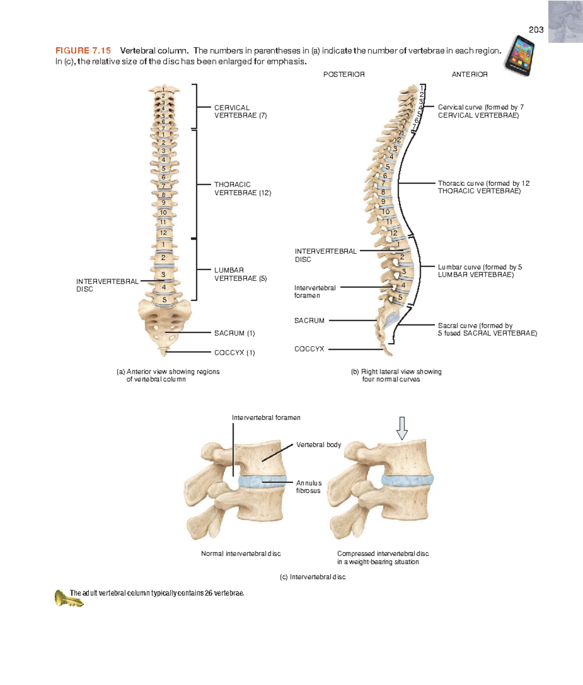 Anatomyandphy-85: Intervertebral Discs & Vertebrae Structure Overview ...