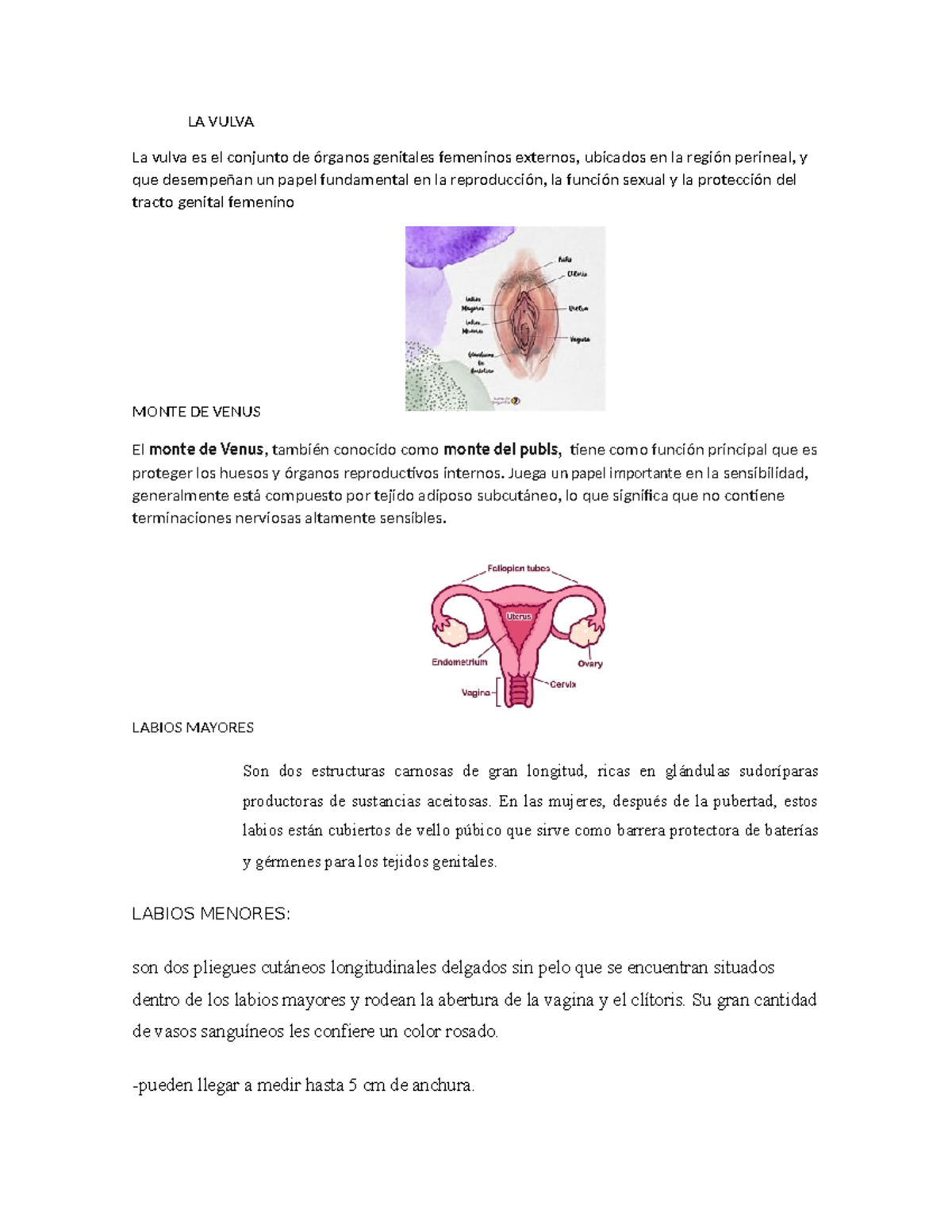 la-vulva-efedf-la-vulva-la-vulva-es-el-conjunto-de-rganos